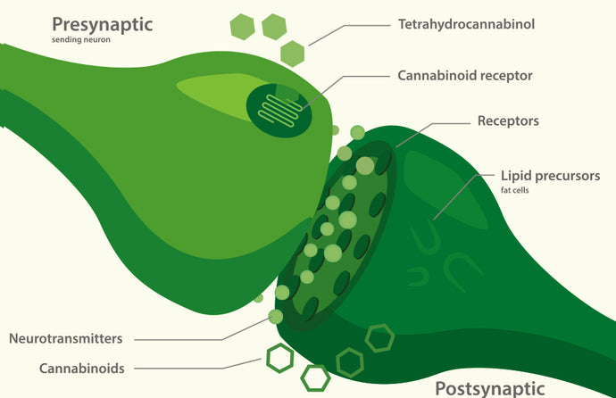 Understanding the Role of the Endocannabinoid  System in Pain Management